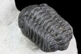 Detailed Austerops & Gerastos Trilobite Association #76981-5